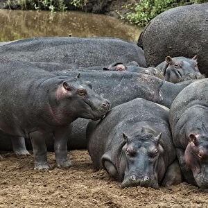 Hippopotamuses -Hippopotamus amphibius- with young, Olare Orok, Msai Mara National Reserve, Kenya