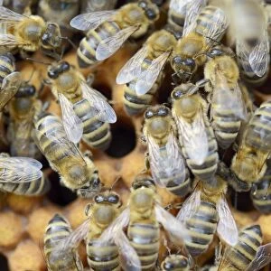 Honey bees -Apis mellifera-, worker bees on the drone brood cells