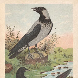 Hooded crow and Eurasian magpie, chromolithograph, published in 1896