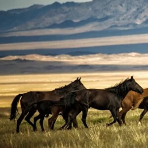 Horses galloping over the field in Kazakhstan