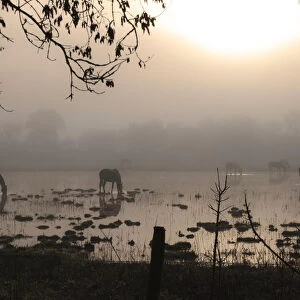 Horses at misty dawn