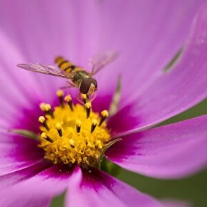Hoverfly -Syrphidae- perched on the flower of a Purple Coneflower -Echinacea spp. -, Lower Saxony, Germany