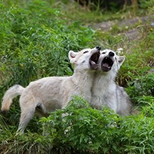 Howling wolf pups