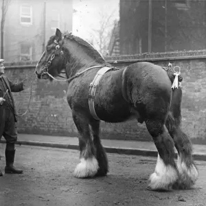 Fine Art Storehouse Print of a Groomed Shire Horse, 1926 Fine Art Storehouse Print of a Groomed Shire Horse, 1926