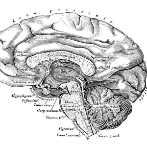 Human anatomy scientific illustrations: Brain side view