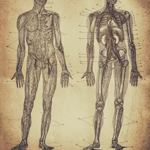 Human male anatomy