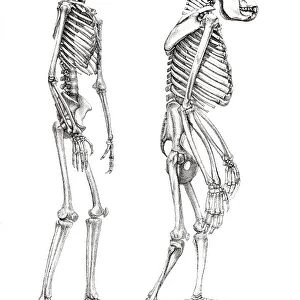 Human skeleton and a skeleton of a monkey, anatomical illustration