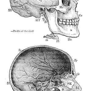 Human skull anatomy engraving 1878