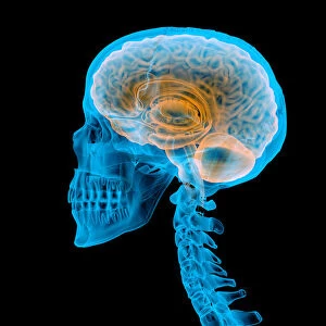 Human skull with brain, illustration