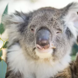 Humorous Koala waving