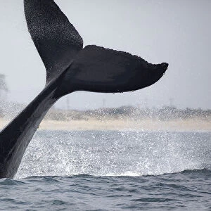 Humpback Whale Tail Lobs