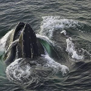 Humpback whales feeding, Antarctic Peninsula