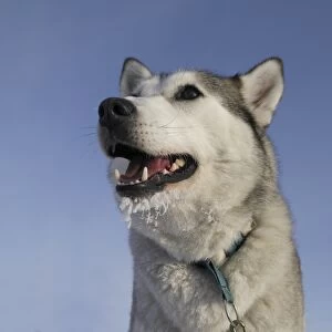 Husky with frost on beard, close-up