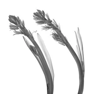 Hyacinth (Hyacinthus sp. ), X-ray