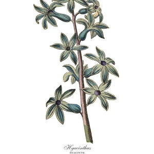 Hyacinthus or Hyacinth Plants, Victorian Botanical Illustration