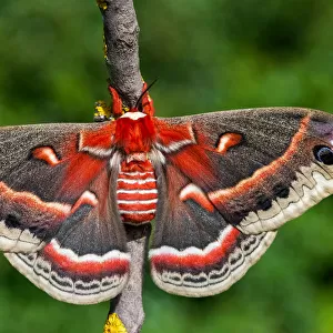 Hyalophora cecropia a Cecropia moth