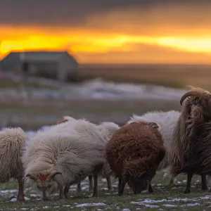 Iceland sheep on a field in winter season