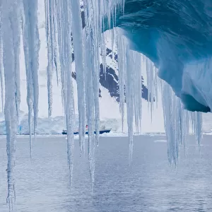 Icicles hanging from an iceberg, Antarctica