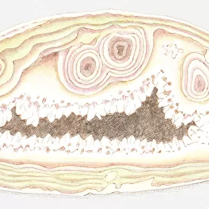 Illustration of agate