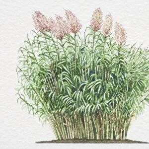 Illustration, Arundo donax, Giant Reed, dense leafy stalks and silky awns
