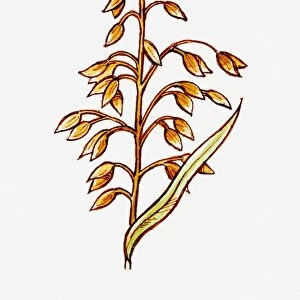 Illustration of Avena sativa (Oat) stem with seeds