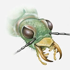 Illustration of a beetles head