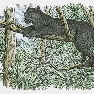 Illustration of a Black Panther (Panthera onca) resting in branches of tree in rainforest
