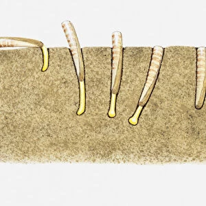 Illustration of the burrowing technique of a Razor clam (Ensis sp. )