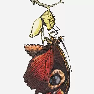 Illustration of butterfly below cocoon attached to stem and in flight