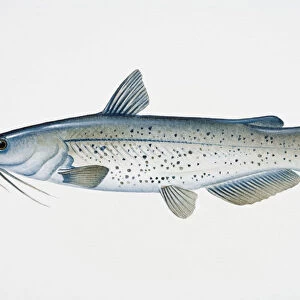 North American Freshwater Catfish