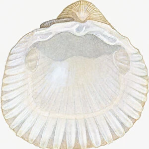 Illustration of empty cockle shell showing posterior and anterior abductor muscle scars, beak and hinge ligament