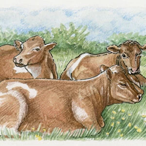 Illustration of cows lying down on grass in anticipation of rain