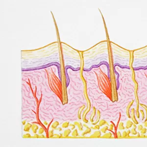 Illustration of cross section of human skin with heat trapped by erect hairs