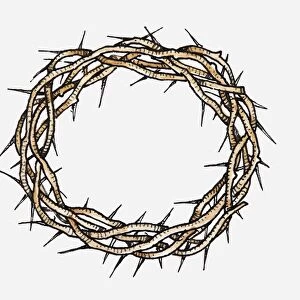 Illustration of Crown Of Thorns