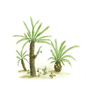 Illustration of cycads with compound green leaves and thick trunks dating from Paleozoic era