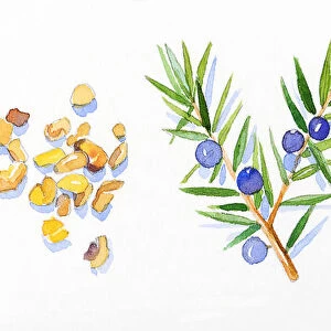 Illustration of cypress leaves and pinecone on stem, Juniper flowers, leaves and berries, and frankincense resin