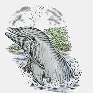 Illustration of Dolphin showing stale air rising from blowhole on top of head