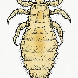 Illustration of dorsal view of male Body Louse (Pediculus humanus var. corporis)