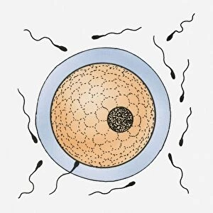 Illustration of an egg surrounded by sperm