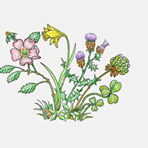 Illustration of English rose, Welsh leek, daffodil, Scottish thistle and Irish shamrock or clover