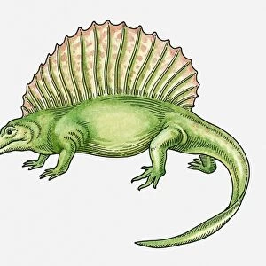 Illustration of an Epaphosaurus, sail-backed dinosaur from Late Carboniferous era