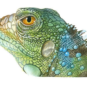 Illustration of Green Iguana (Iguana iguana), head in profile showing scaly skin, spines on neck, and yellow eye