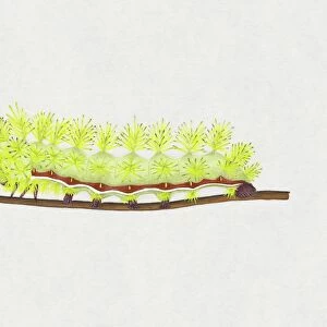Illustration of green and red striped Io Moth (Automeris io) caterpillar on stem