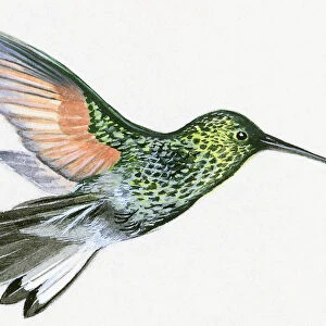 Illustration of Green Violetear (Colibri thalassinus), hummingbird hovering