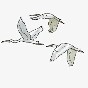 Illustration of three Herons in flight