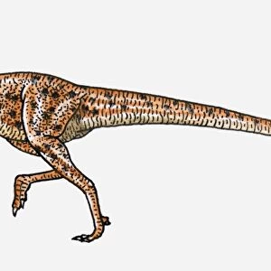 Illustration of Heterodontosaurus bipedal dinosaur