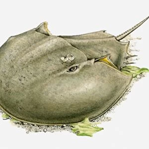 Illustration of a Horseshoe crab (Limulidae) on the ocean floor