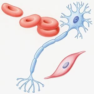 Illustration of human muscle cell, nerve cell, and red blood cells