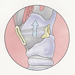 Illustration of human vocal cords and human larynx at top of trachea