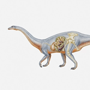 Illustration of the internal anatomy of a Riojasaurus, Triassic period